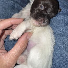 Daisy - Chocolate female Havanese puppy in Manteca, California from Happy Havanese Gems