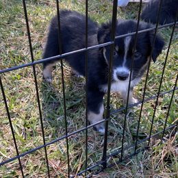 Australian Shepherd Puppies from BarberHof’s  Australian Shepherds