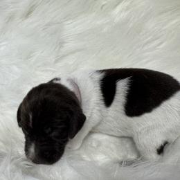 Lavendar - Liver roan female German Shorthaired Pointer puppy in Highland, Illinois from Big Daves Bird Dogs LLC,  BDBD