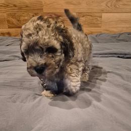 Boy 2 - Merle male Goldendoodle puppy in Cherry Tree, Pennsylvania from Plum Creek Acres Next Generation