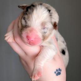 Lavender - Blue merle female Australian Shepherd puppy in Georgetown, Texas from River Reign Australian Shepherds