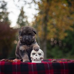 German Shepherd Puppies from Crescent Lake Shepherds
