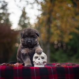 German Shepherd Puppies from Crescent Lake Shepherds