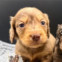 MUFFIN - Dapple female Dachshund puppy in Alto, Texas from Double W Doxies