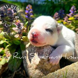 Christian - Gray and white male Siberian Husky puppy in Addison, Michigan from Gray Run Siberian Huskies