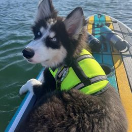 Native American Indian Dog Puppies from Seven Sisters Canids