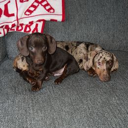 Dachshund Puppies from Golden Creek Farm