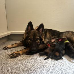 German Shepherd Puppies from Alisha Fitzpatrick