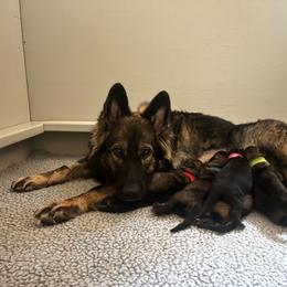 German Shepherd Puppies from Alisha Fitzpatrick