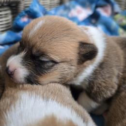Boy1 - Red male Pembroke Welsh Corgi puppy in Columbus, Ohio from Rose Water Corgis in Ohio