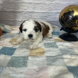 Parker - Brown and white male Shichon puppy in Moulton, Iowa from Shondel Puppy Paws