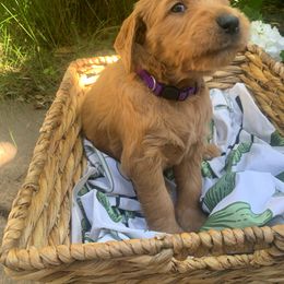 Goldendoodle Puppies from Doodle Devotion