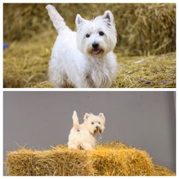 West Highland White Terrier puppies from Winchester West Highlands