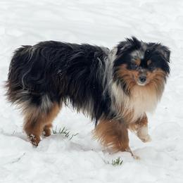 Putt Putt - Toy Australian Shepherd