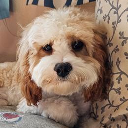 Cavapoos and Poodles from Pearson's Poodles