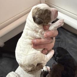 Bobby - Parti male Goldendoodle puppy in Rome, Georgia from Victoria’s Designer Doodles