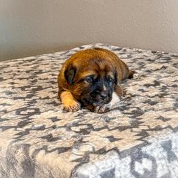 Red collar - Red fawn male Anatolian Shepherd Dog puppy in Spokane, Washington from 4D Cattle Dogs