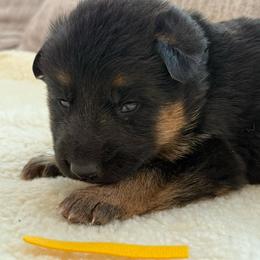Yellow Girl - Black and red female German Shepherd puppy in Battle Ground, Washington from Purebred Elite Shepherds