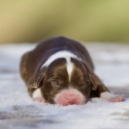 Sweet Potato - Red tri-color female Miniature American Shepherd puppy in Stephenville, Texas from Diamond H Aussies