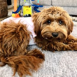 Cavapoo and Goldendoodle Puppies from Goldendoodles Utah| All sizes| Erda, Utah
