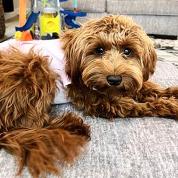 Cavapoo and Goldendoodle Puppies from Goldendoodles Utah| All sizes| Erda, Utah