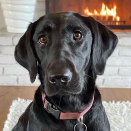 Pepper - Labrador Retriever