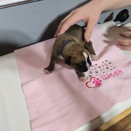 Girl 4 Purple - Boxer puppy from Seufzer's Boxers