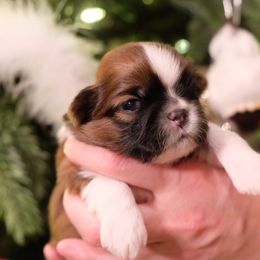 Shih Tzu Puppies from Chrysanthemum Creek
