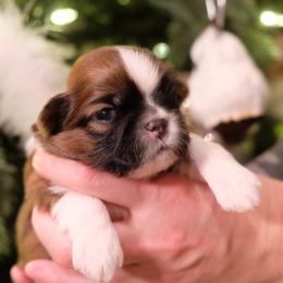 Shih Tzu Puppies from Chrysanthemum Creek