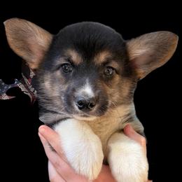 Winnie of Transylvania - Black and tan female American Corgi puppy in Grants Pass, Oregon from KnR Antler Dogs ~ Labrador Retrievers & Corgis