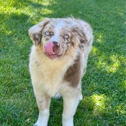 Rainer - Red merle male Miniature Australian Shepherd puppy in California from Eagle River Aussies