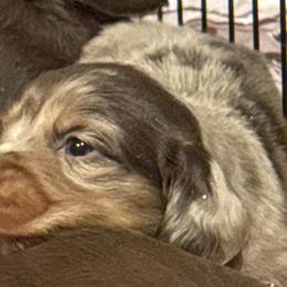 Dachshunds from Short and Sassy Doxies