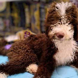 Fiona - Brown and white Sheepadoodle puppy in Austin, Texas from Darling Doodles