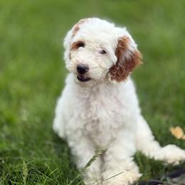 Azalea (Pink) - Parti female Goldendoodle puppy in Payson, Utah from Life_on. Paws