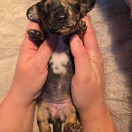 Red brindle dapple girl - Dapple female Dachshund puppy in West Plains, Missouri from Spring Creek Dachshunds