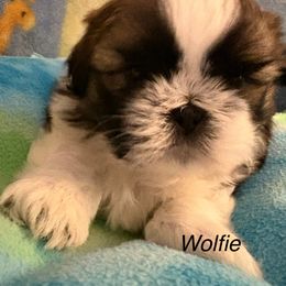 Boy 3 Wolfie - Gold and white male Shih Tzu puppy in Madras, Oregon from Maridee’s ShihTzu
