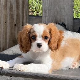 Cavalier King Charles Spaniel and Cocker Spaniel Puppies from Ray of Sunshine Spaniels LLC