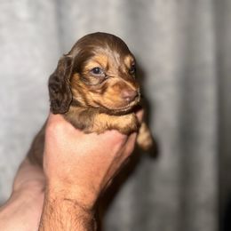 Blaze - Red male Dachshund puppy in Conway, Missouri from Ozark Mountain Kennel