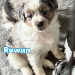 Rowan - Blue merle male Miniature Australian Shepherd puppy in Valrico, Florida from Storybook Den Mini Aussies