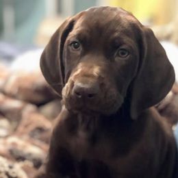 German Shorthaired Pointers from Point to Point Kennels