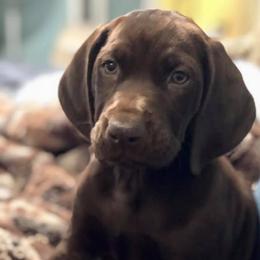 German Shorthaired Pointers from Point to Point Kennels