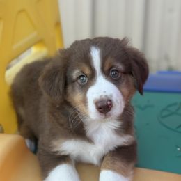 Bart - Red tri male Miniature Australian Shepherd puppy in Azle, Texas from Weston Family Farms