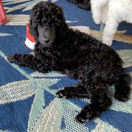 Poodle Puppies from Topsail Breeders