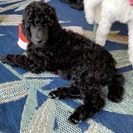 Poodle Puppies from Topsail Breeders