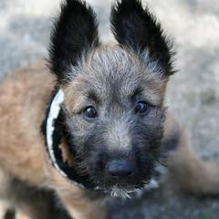 Belgian Laekenois Puppies from Chiens de Rafale