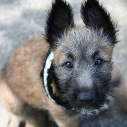 Belgian Laekenois Puppies from Chiens de Rafale