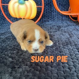 Sugar Pie (Lucky's Pick Of The Patch) - Red sable female Havanese puppy in Fielding, Utah from LUCKY HAVANESE