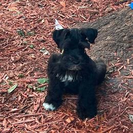 Astro - Black male Miniature Schnauzer puppy in Panama City, Florida from Emerald Coast Schnauzers