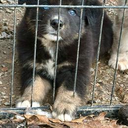 Black Tri Male - 1200 - Black & white male Australian Shepherd puppy in Morristown, Tennessee from Lakeway Farms