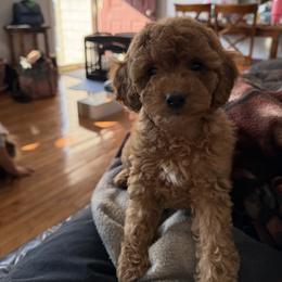Red girl - Red female Cockapoo puppy in Birdsboro, Pennsylvania from Cooper Family Cockapoos